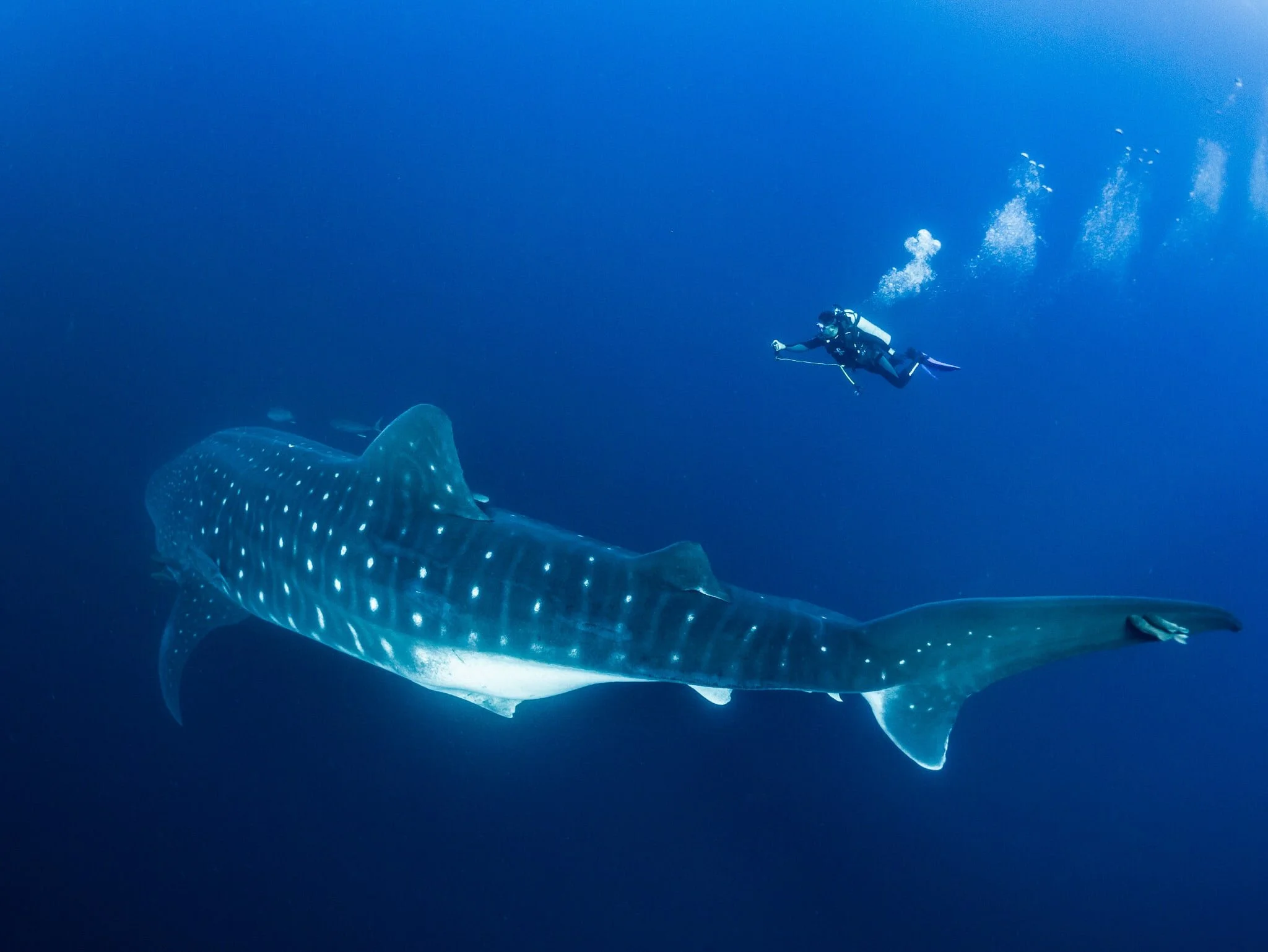 Whale Sharks in the Galapagos Islands: A Guide for Divers