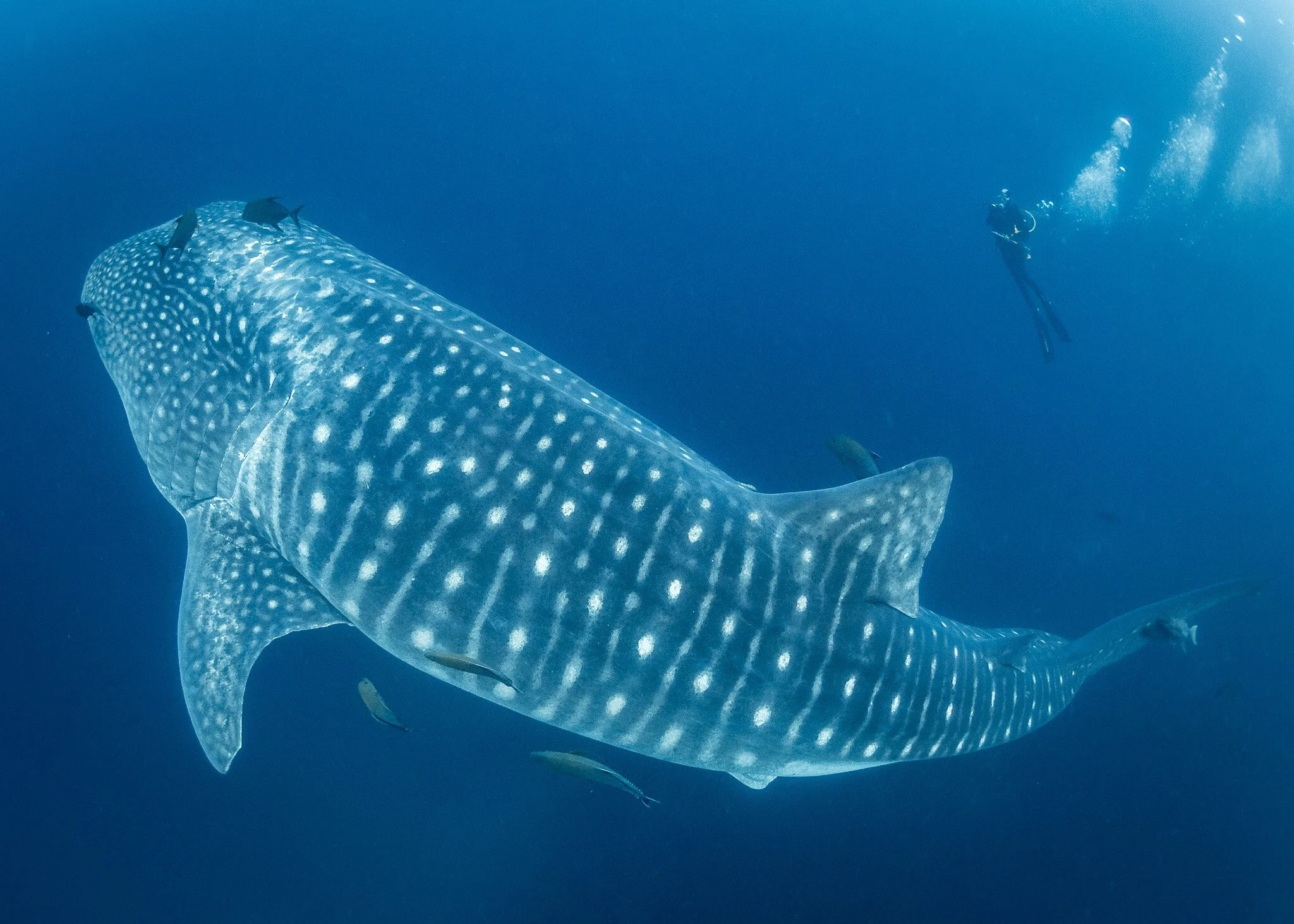 Whale shark underwater