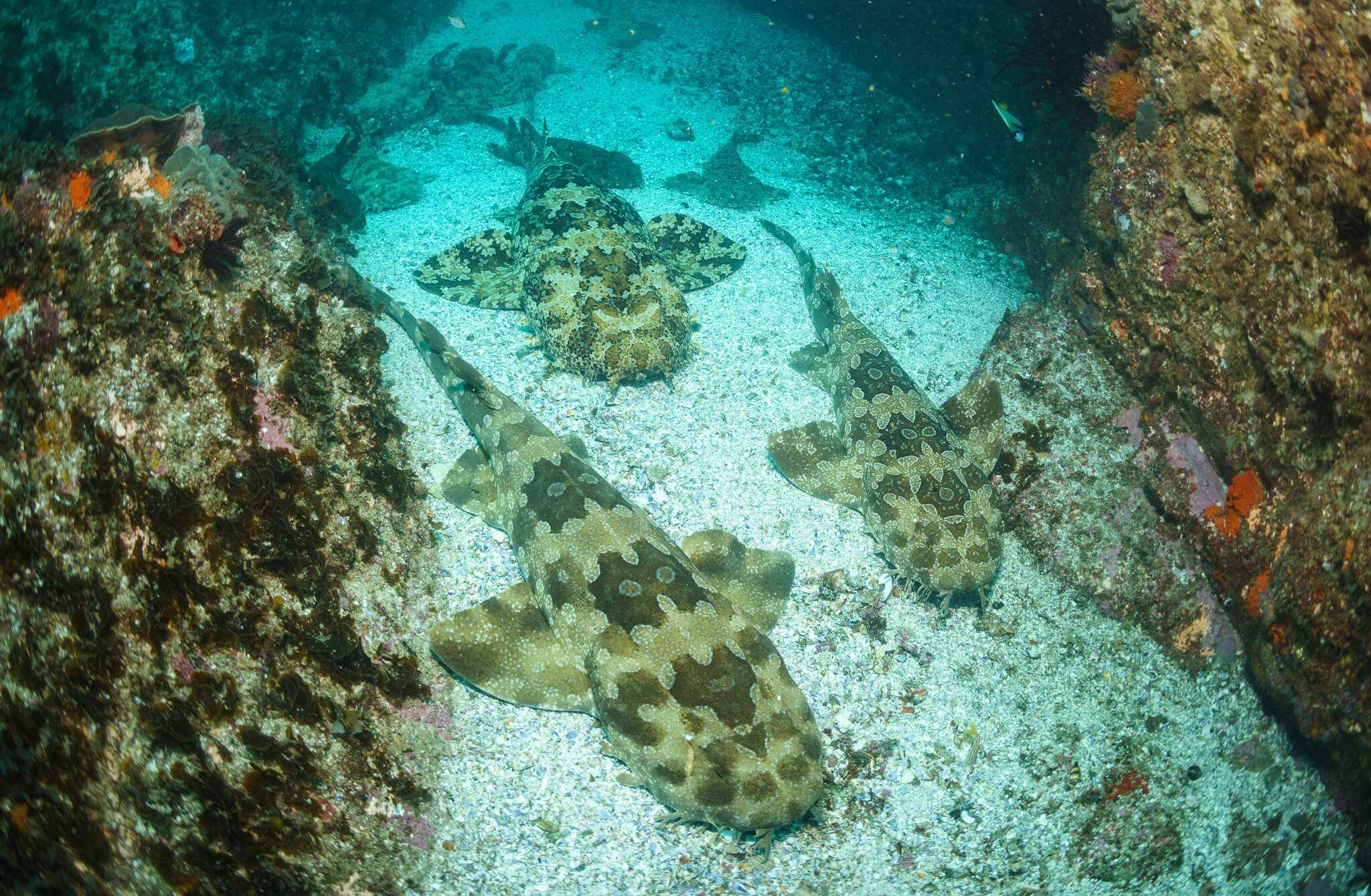 Wobbegong Cuddle Puddle